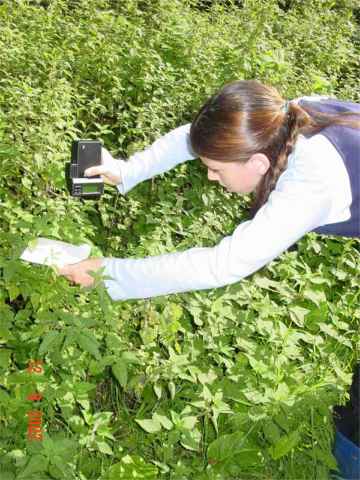 Sleaford High School Girl checks plantlife.
